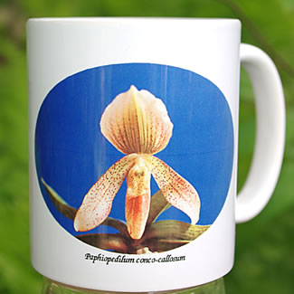 mug DS-014 Paph conco-callosum (blue) 7031.jpg